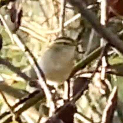 The, now wintering, Yellow-browed Warbler in the garden again this morning, for its 40th day. 

#suffolkbirds 