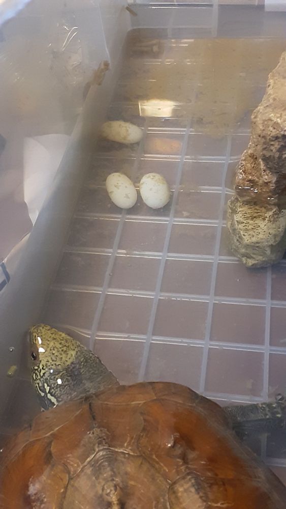 亀の卵。
ウンキュウ