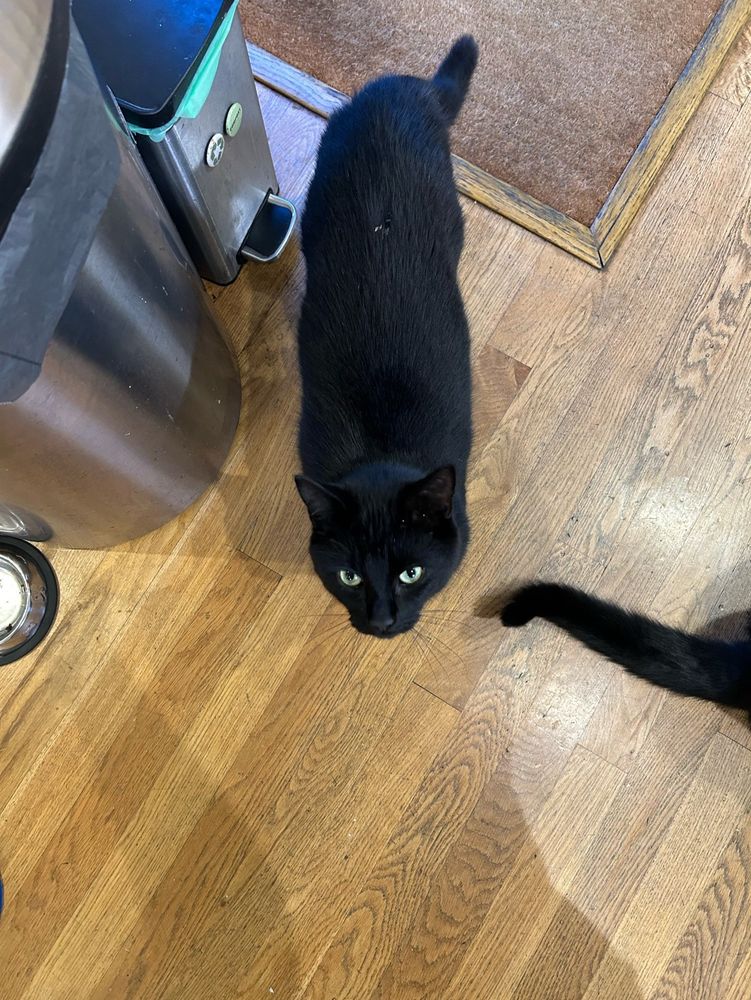 Black cat by two kitchen bins, on a wooden floor.
