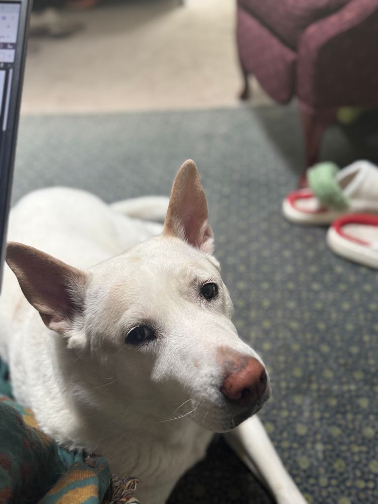 The cutest dog you’ve ever heard of, white short hair medium build pink nose pink pointy ears and the most beautiful brown intelligent eyes, definitely human soul trapped in there eyes, sitting on a blue rug inside. 
