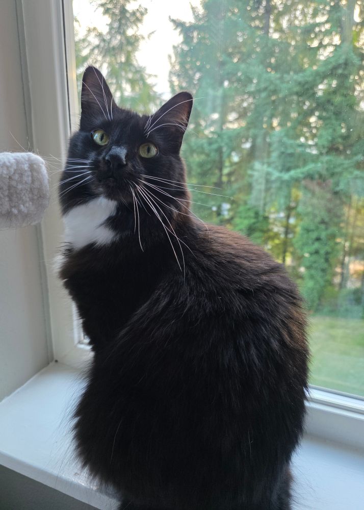 a black and white cat sitting in a windowsill, looking slightly above the camera. 