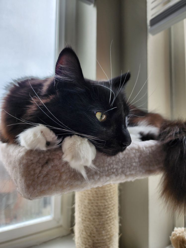 a black and white cat lying on a cat tree with her head facing to the right and resting on one of her paws. 
