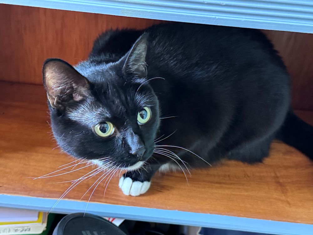 Inquisitive black cat with white paws on shelf. 