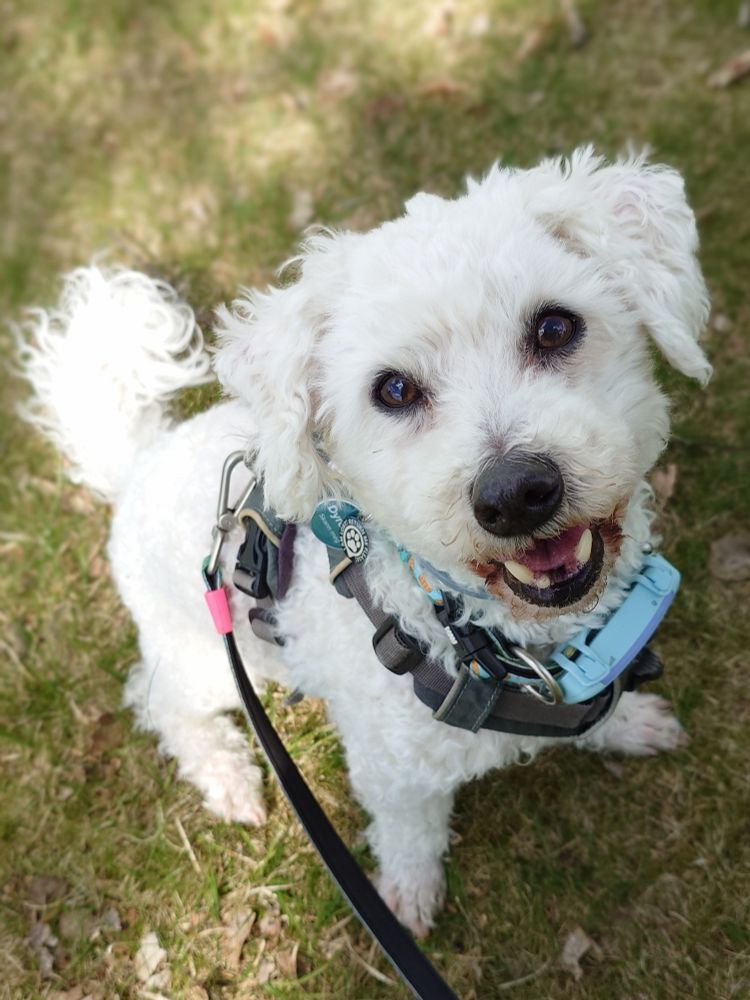 A happy looking bichon frise looking up at the camera. Sitting 