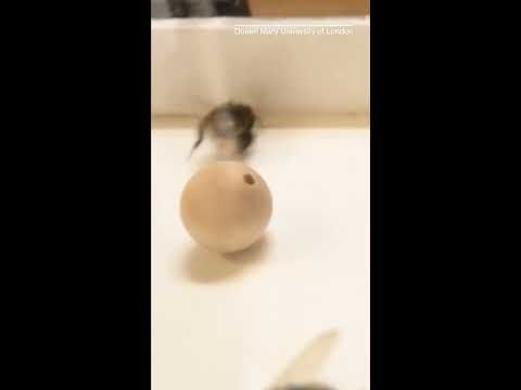 Watch this Bumblebee Play with a Ball