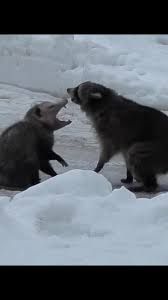 A possum and a raccoon fighting
