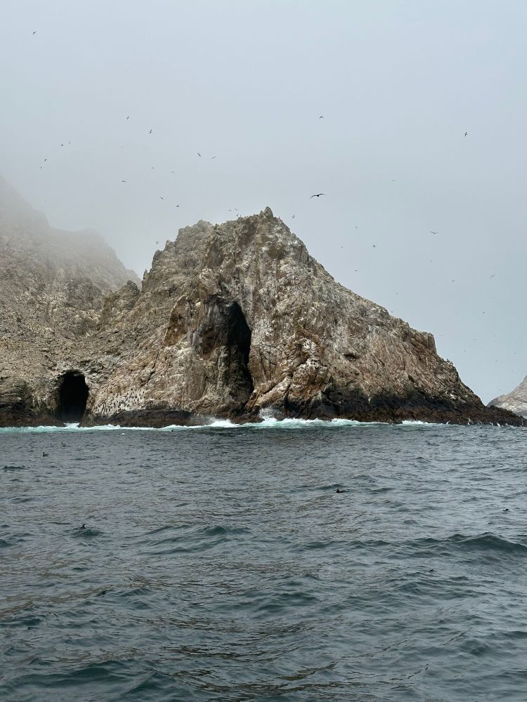 Photo of guano-covered rocky outcrop on island, partly shrouded in fog, with two large caves visible . Ocean water in foreground.  Small specs visible on the island are all birds. A variety of birds are flying overhead and swimming on the water.  