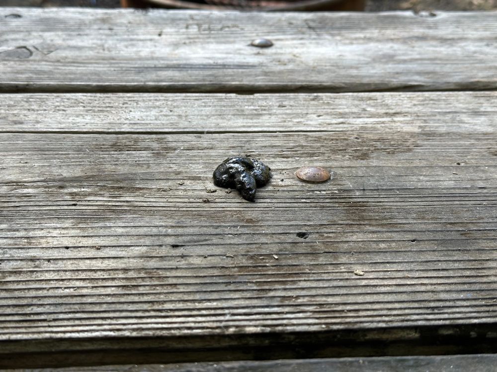 Photo of fresh scat in the middle of the picnic table