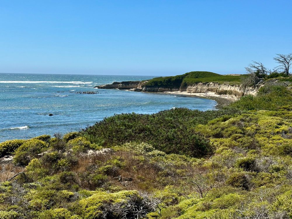 Photo looking north along bluffs and coastline. Foreground is filled with a variety of green shrubs and other plant life. A flock of brown pelicans is resting on a sandbar just off shore. Small sandy beaches along water's edge in the distance has elephant seals lounging around. 