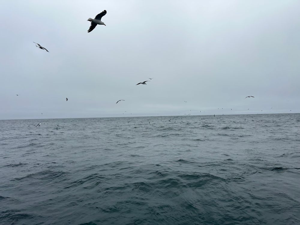 Photo looking out across open ocean water, with a variety of birds flying overhead, and some birds swimming on the water 