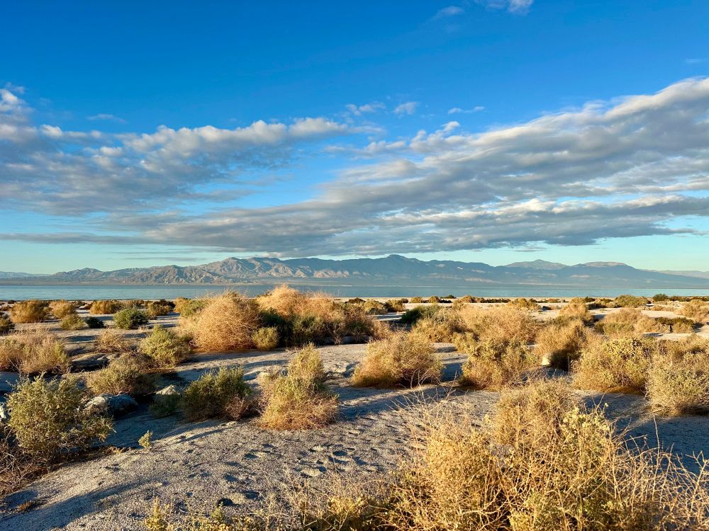 Photo looking out across white beach with shrubs, towards the open water of the salton sea and mountains in the background. Blue sky with clouds overhead. The white beach is not sand – – it is bleached barnacles, and bits of fish skeletons. 