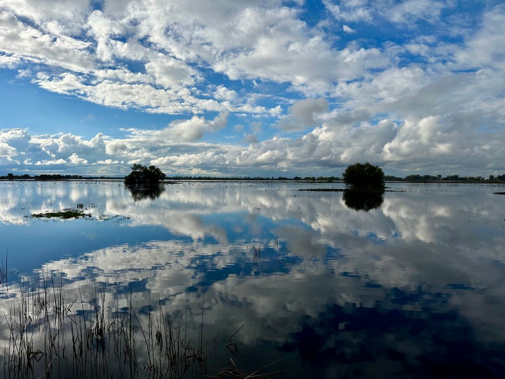 Photo looking out at flooded field. Blue sky overhead with dramatic white puffy clouds is almost perfectly mirrored in the smooth water surface. Two small bushy trees are visible halfway in the water. Small specs on water along the horizon are actually ~ a couple thousand birds.