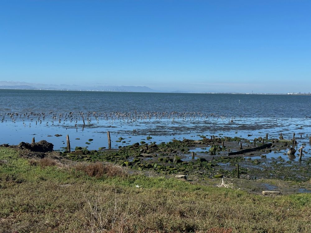 Photo looking out across grassy shoreline and slightly exposed mudflats toward open water of San Francisco Bay. A couple hundred shorebirds can be seen wading in the shallow water. 