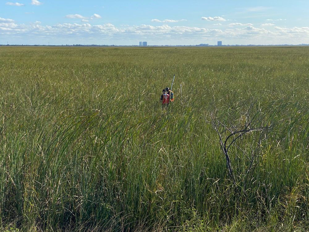 Photo of two scientists standing in shoulder-high marsh grass. They are both wearing high visibility orange vests. All you see in all directions is marsh grass. And the far distance are high-rise buildings.