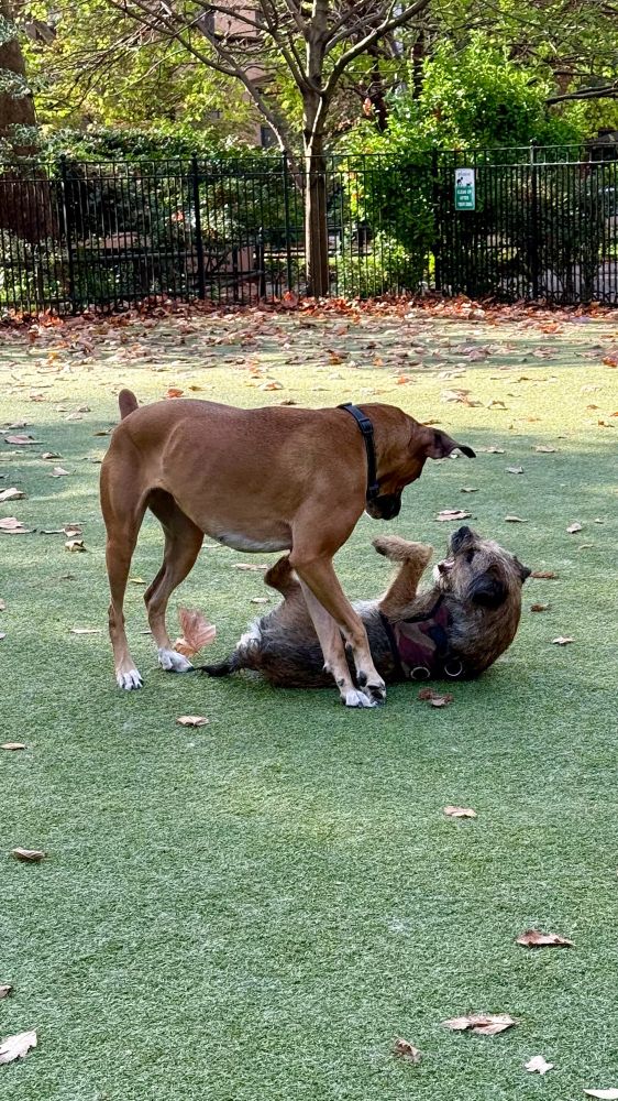 two dogs playing 