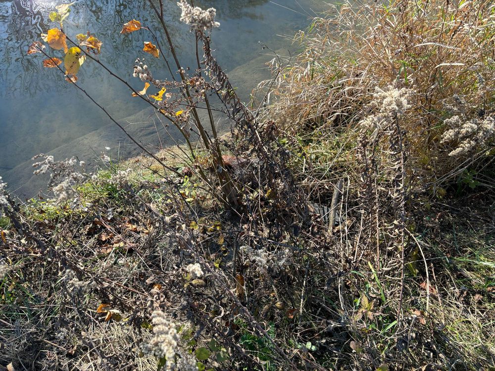 A very well-camouflaged beaver sits on the bank of a river behind some vegetation. The picture is taken from only about 5 feet away but the animal is difficult to distinguish from the background. 