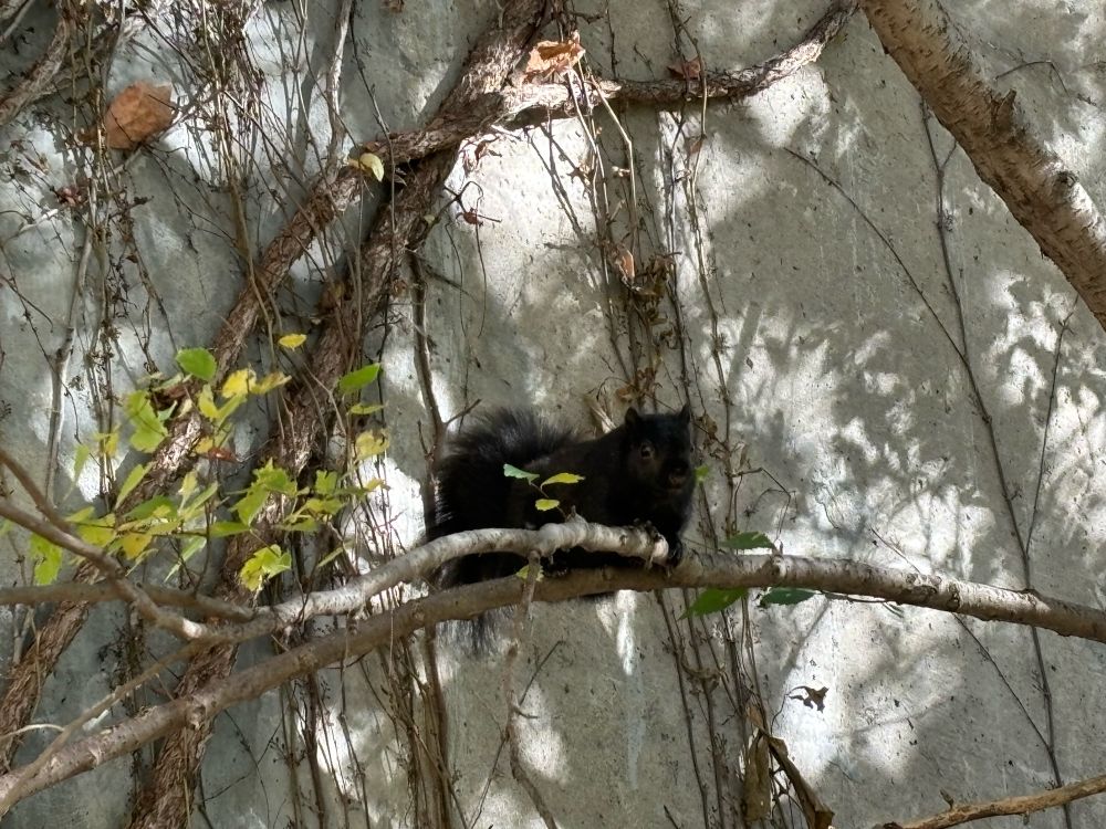 A chubby black squirrel sits on a branch in front of a sun-dappled concrete wall with vines growing across it. The squirrel seems to be looking at the photographer. 