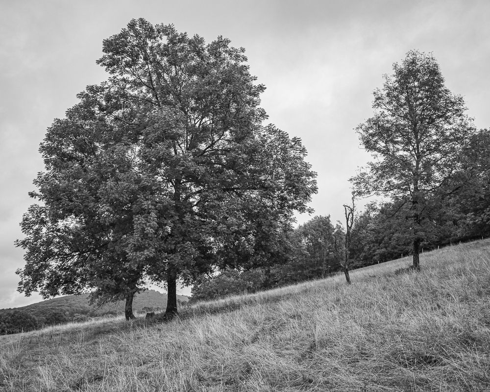 Des arbres qui poussent dans un pré en pente à Vidallac sur la commune d'Alzen en Ariège.