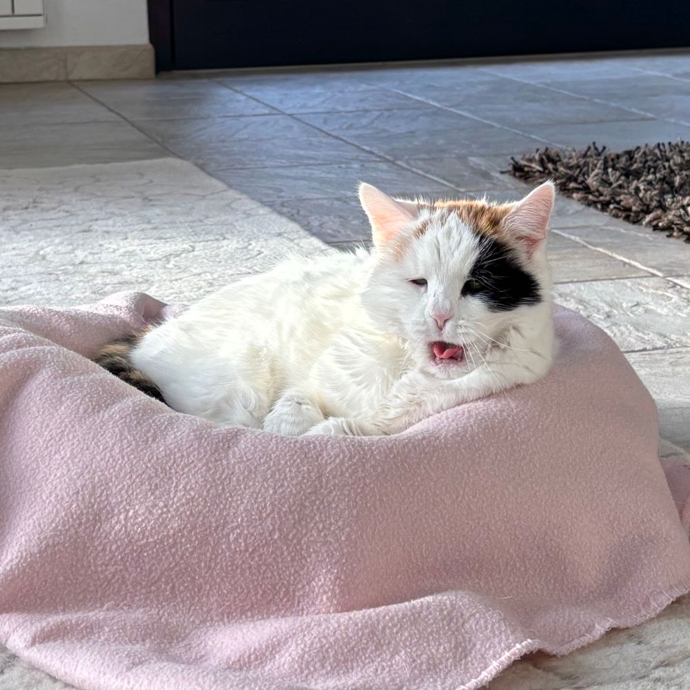 Gähnende Oma-Katze in einem rosa Körbchen. Die Katze ist hauptsächlich weiß mit etwas Braun am Kopf und einem schwarzen Fleck um das linke Auge herum. Sie hat gerade zum Gähnen angesetzt, der Mund ist noch halb geschlossen, aber man sieht ihre zusammengerollte Zunge rausgucken.