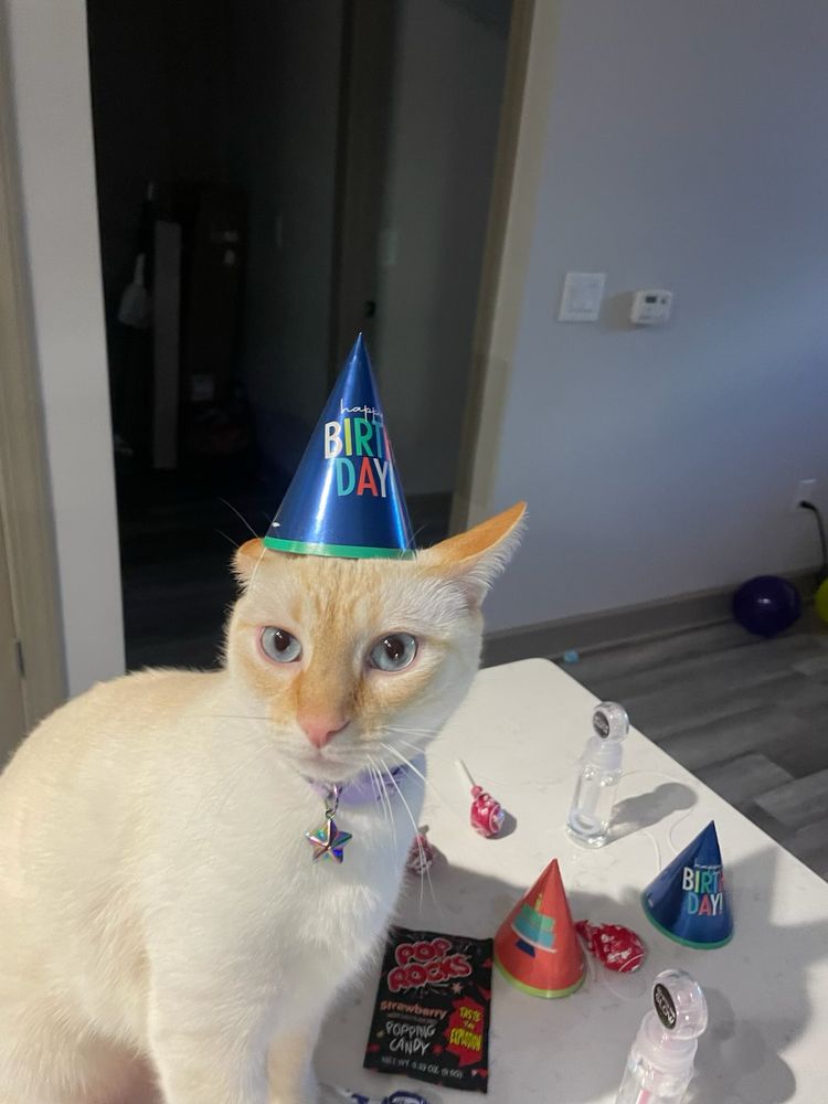 A white and orange cat named Jim wearing a happy birthday party cone hat. 
