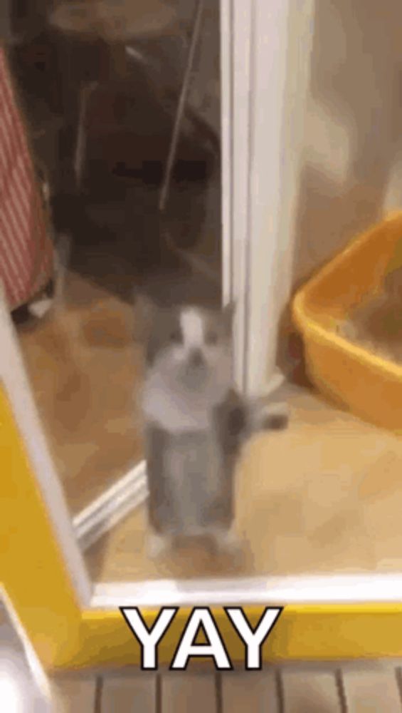 a cat is standing on its hind legs in front of a mirror and waving at the camera .