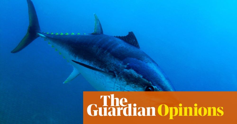 A wondrous fish has made a miraculous return to UK seas. Why are ministers so keen to see them killed? | George Monbiot