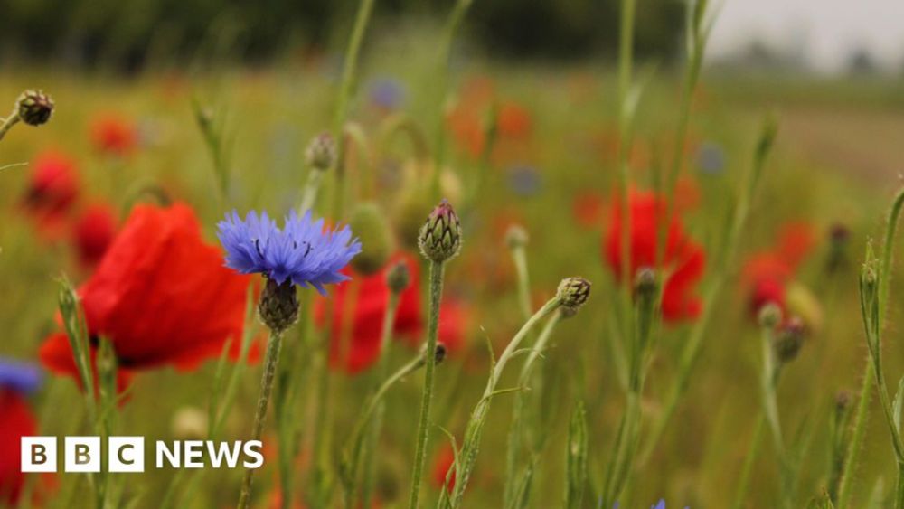 Don't cut nature-friendly farm fund, urge ex-Tory ministers