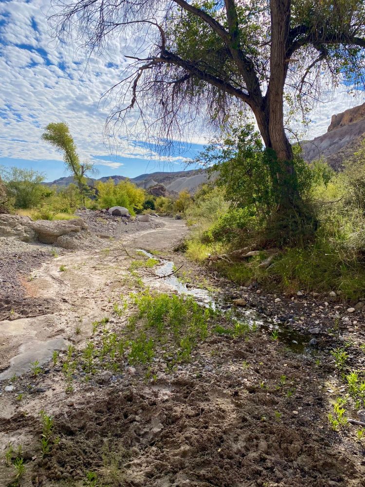 A spring-fed trickle runs down the dry strembed sediment of the South Fork, below an old cottonwood.