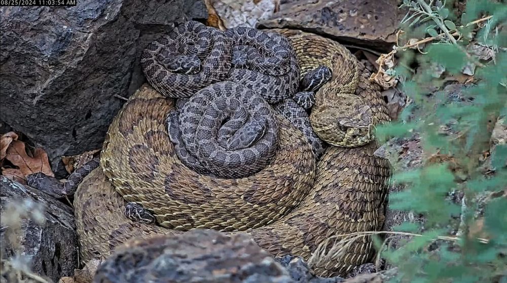 a big mottled orange and brown rattlesnake sits in coil amid the rocks and greenery. Four hatchling rattlesnakes are coiled on top of her, one of them nestled way down in her coils. They are all extremely cute. 