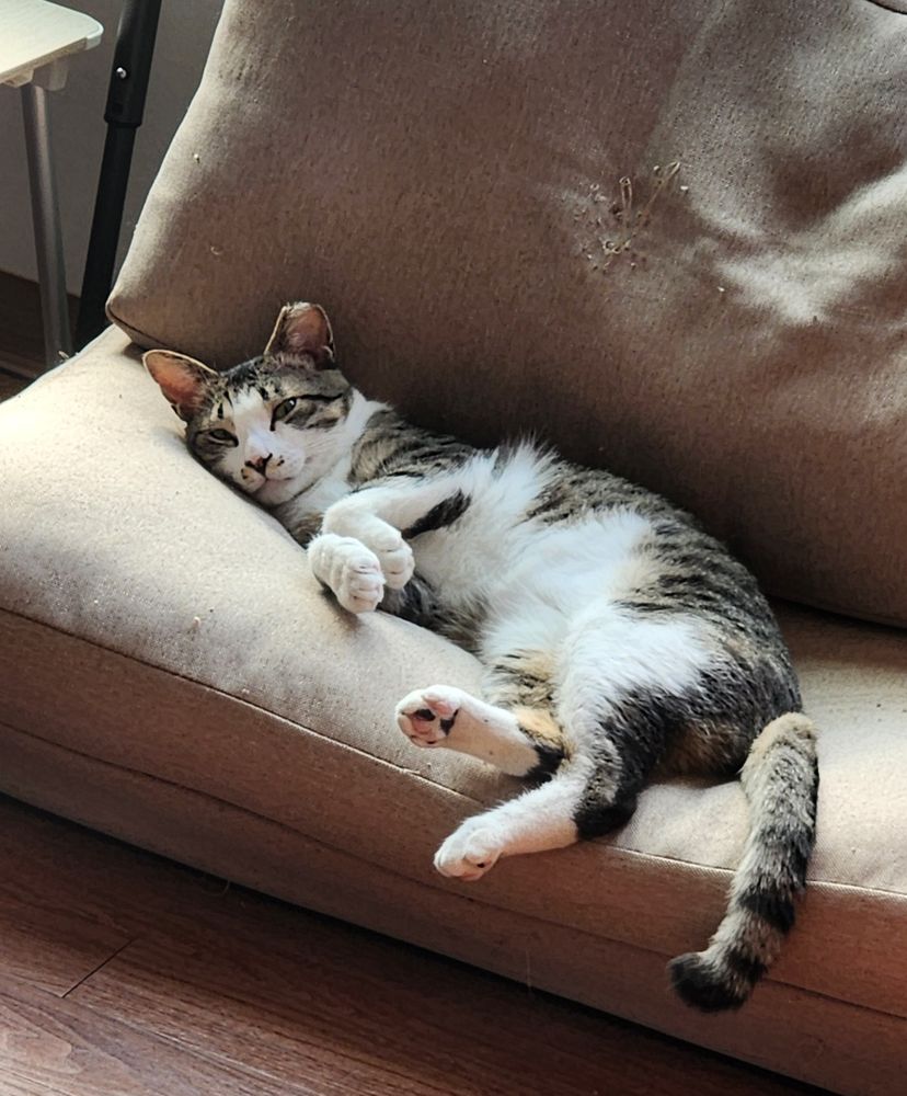 a portrait photo, taken first thing in the morning, of a beautiful tabby cat with a soft white belly lounging on a mini sofa, with his back feet slightly in the air, and a content expression on his little white face