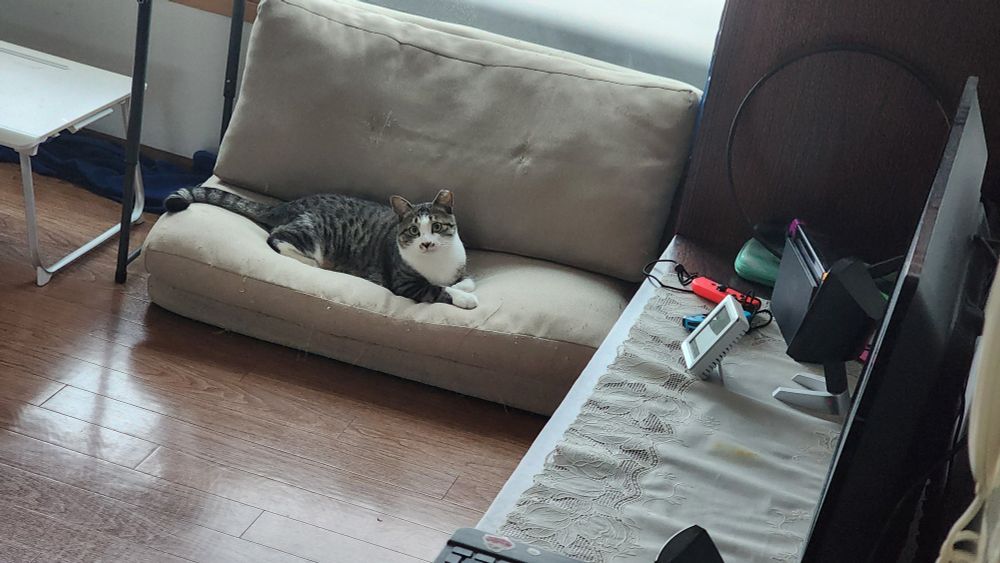 a photo of a grey and white tabby cat lying on a mini sofa. the photo is taken from across the room, around a corner. he stares into the camera looking alert and emo.