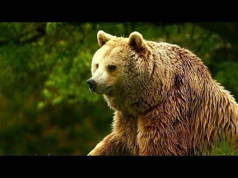 Unedited Footage of a Bear | Infomercials | Adult Swim