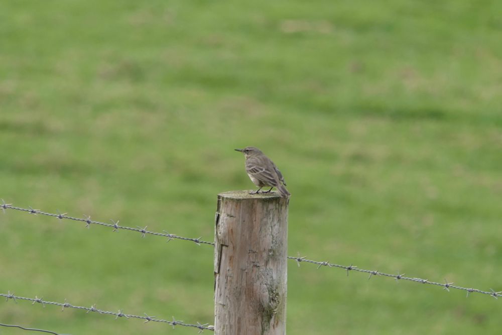 A post for a barbed wire fence, with green pasture beyond. On the top of the post is perched a small grey striped bird with dark legs, a paler chest, and a longish bill. 