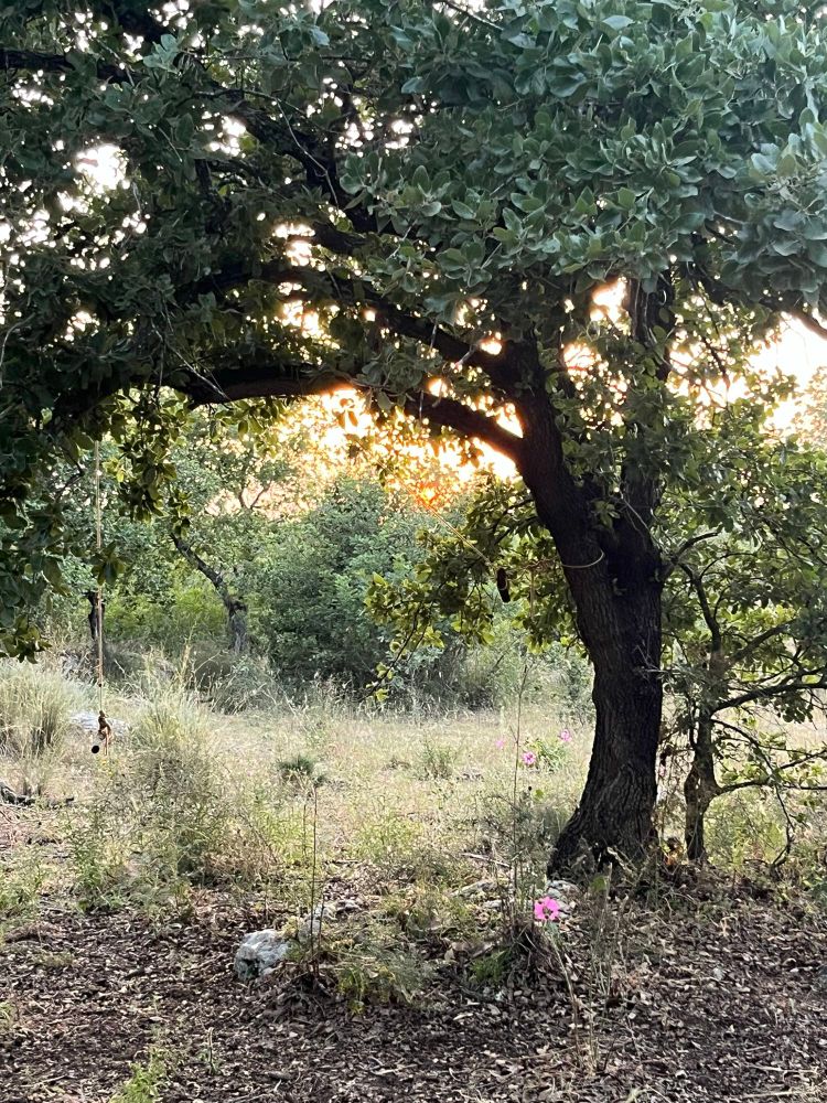 Sunset in the woods under an oak tree 