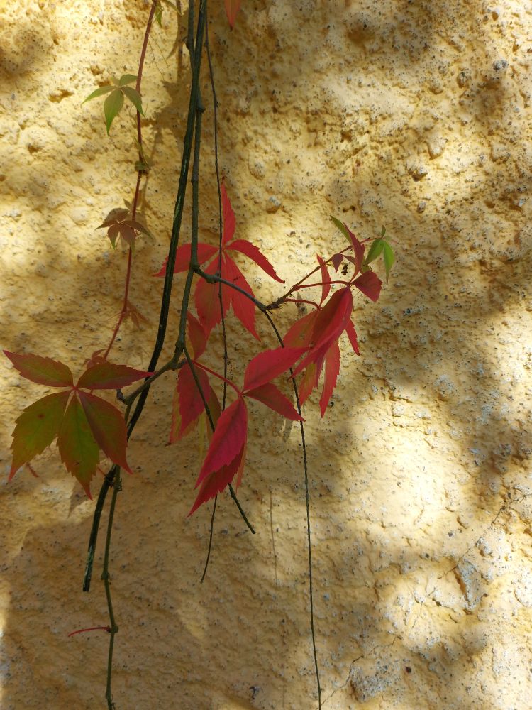 Punertavia villiviinin lehtiä, valoa ja varjoja rapatulla keltaisella seinustalla.