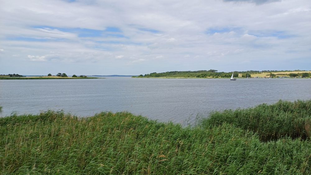 Blick über einen breites Gewässer mit Schilf im Vordergrund und einem Segelboot auf dem Wasser unter bewölktem Himmel
