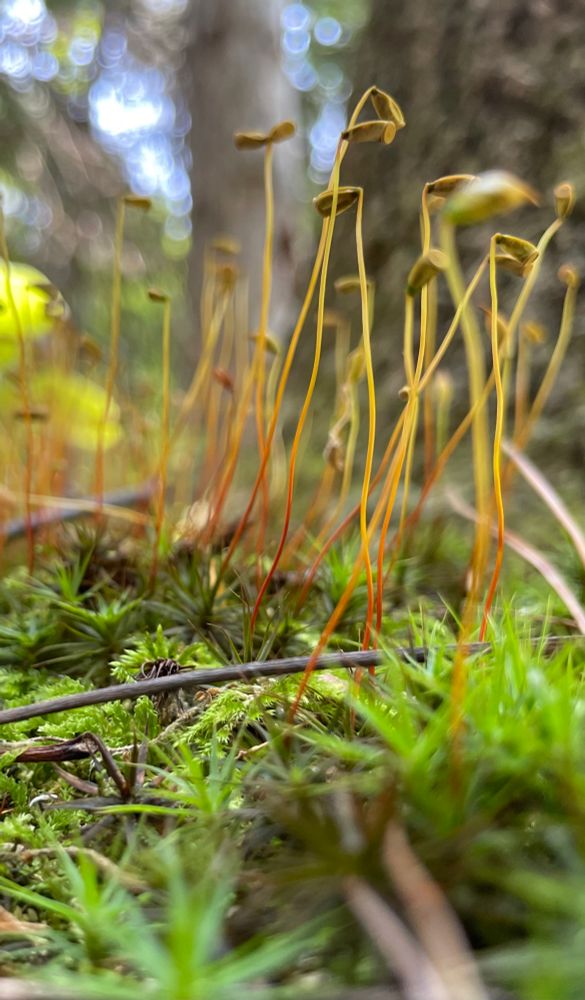 A close up of green hairy moss with tall spore spires floating above the forest floor on wiry red and yellow stems. All photos by me