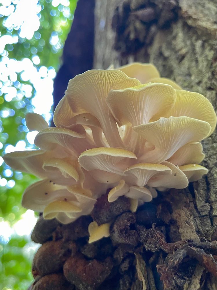 A cluster of sunlit golden oyster mushrooms grow from the gray bark of a dead American elm tree against a backing of illuminated green undergrowth. All photos by me 