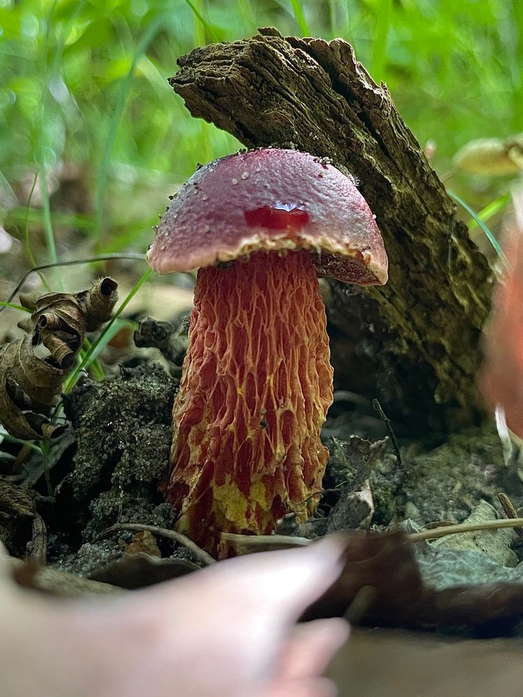 A small frost’s bolete pushes a bit of dead wood up and away as it rises from the rich soil of a forest floor. Its stem is draped with a shaggy net of yellow and red, and its cap is like a candy apple. All photos by me