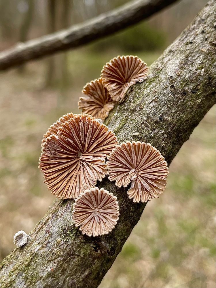 An overturned stick is held up in the air so we can view the underside of a family of splitgill mushrooms growing off its bottom. Photo taken in April by me