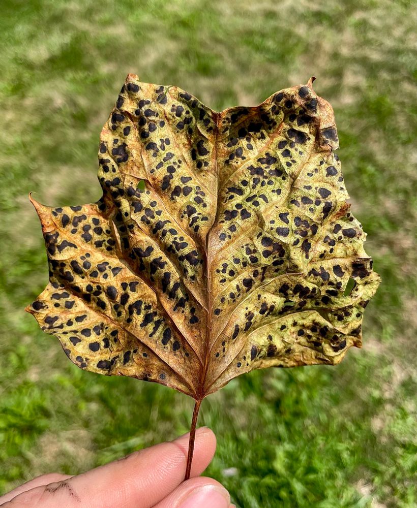 A dried fallen tulip poplar leaf with golden, orange, and green coloring and distinctive black spots, making it look a lot like a lizard or a gecko. All photos by me