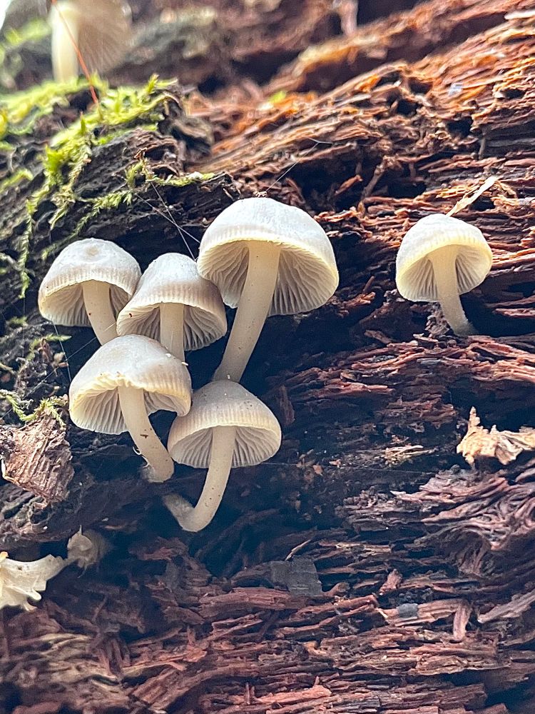 A family of grey Mycena semivestipes mushrooms grow from the rotted punk of a mossy log. Gossamer bug threads crisscross their caps

All photos by me