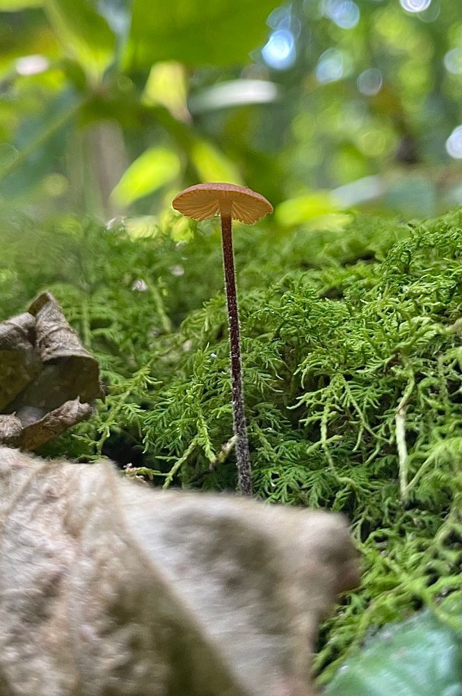 A single tiny hairy long stemmed Marasmius mushroom grows from under a leaf on a mossy log. All photos by me 