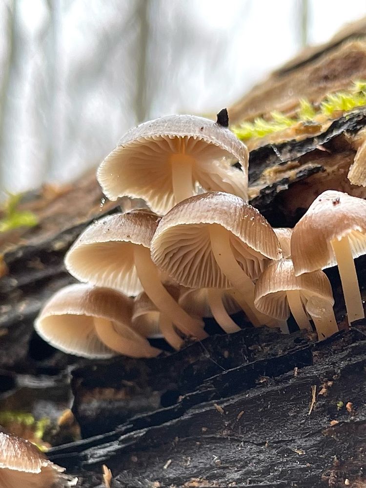 An upward shot of several brown Mycena mushrooms growing on the side of a mossy log, the edges of their caps are illuminated by the gray light of the winter sky

#mushroomsky #fungifriends