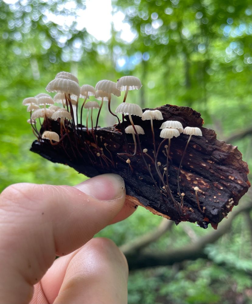A piece of decayed tree bark covered in tiny white Collared Parachute mushrooms with wavy threadlike stems, the bark is held between thumb and forefinger in front of a vibrant green forest background. Taken by me, June 2024