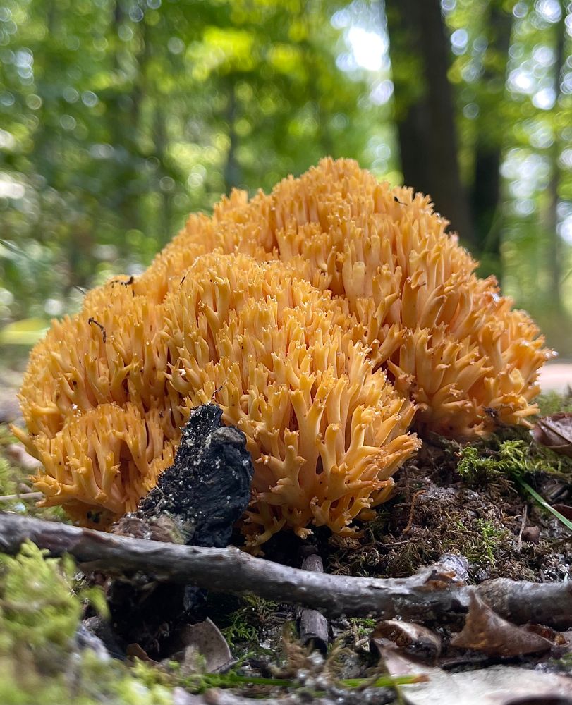 Two golden tufts of coral mushroom grow like branching frenchfries from the mossy lobes of the summer forest floor. All photos by me
