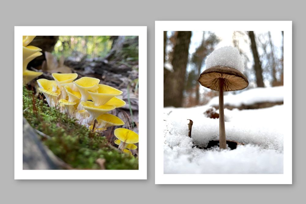 An image of two photo prints of mushrooms hanging on a gray wall, golden oyster and an unidentified snow capped mushroom. digital render by me