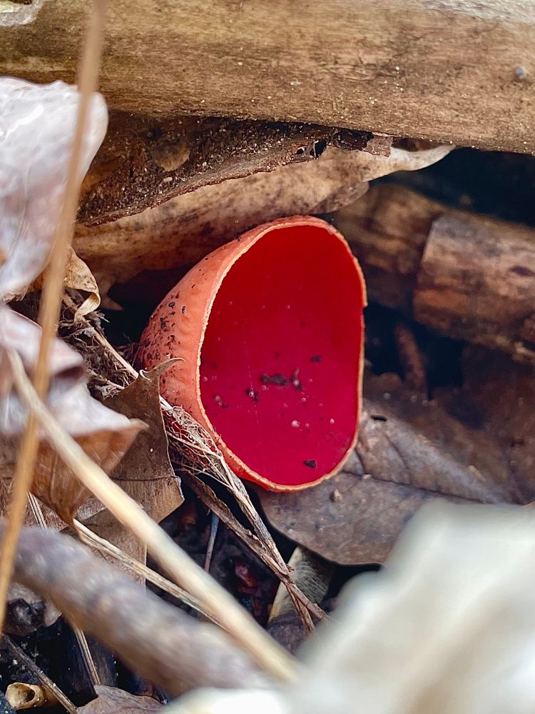 A single delicate scarlet elf cup grow off the bottom of a dead branch on the forest floor. Its inside surface is velvet red, and its outside looks like half a dinosaur shell. All photos by me 