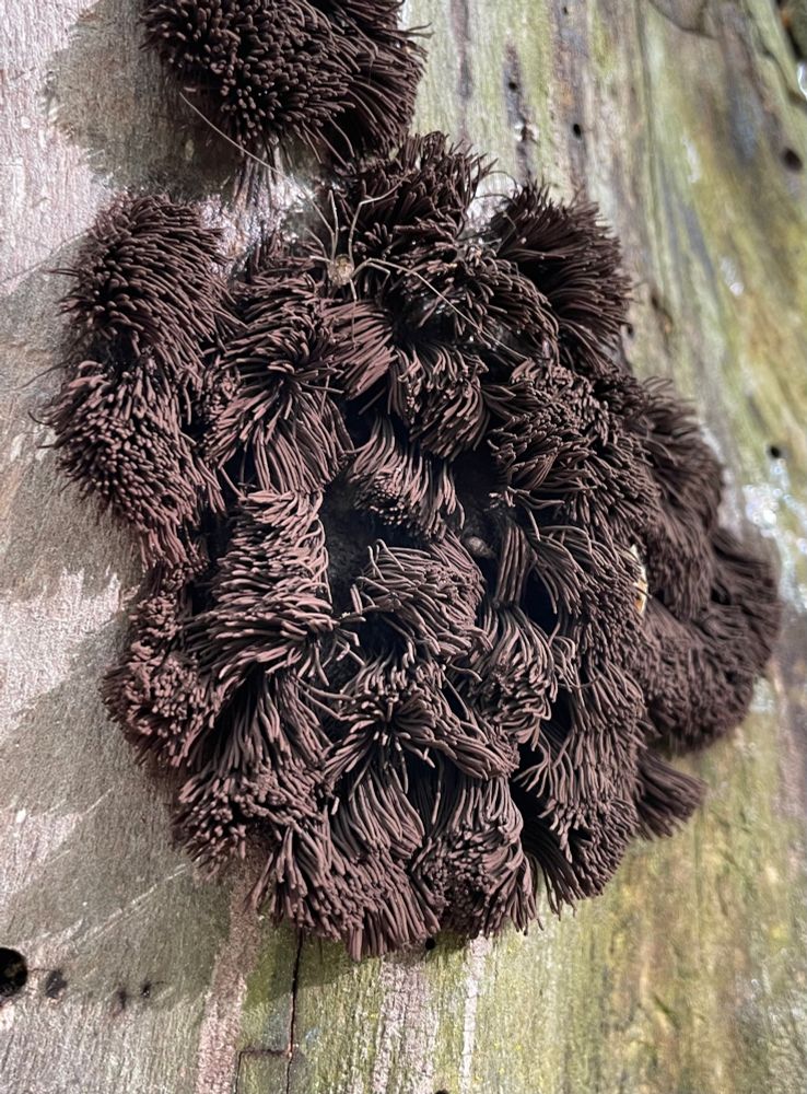 A dense patch of very fuzzy looking chocolate tube slime molds grow on the side of a dead elm. All photos by me