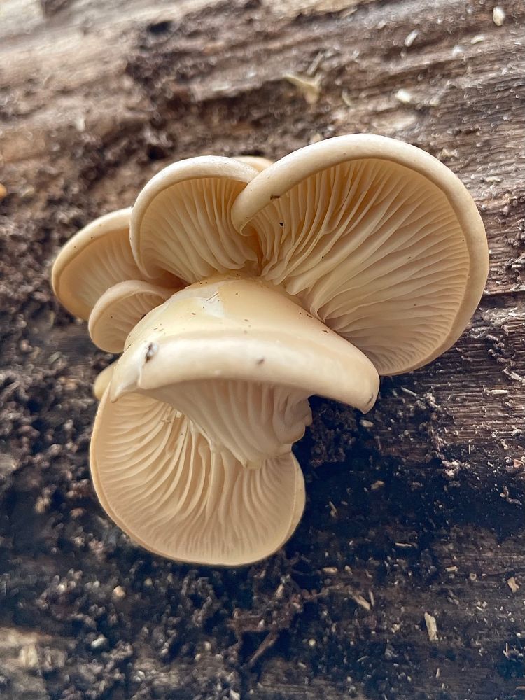 A cluster of oddly formed pearl oyster mushrooms grow off the side of a bare log, bits of punkwood stick to their caps, and their alabaster gills flow and swirl across their undersides. All photos by me